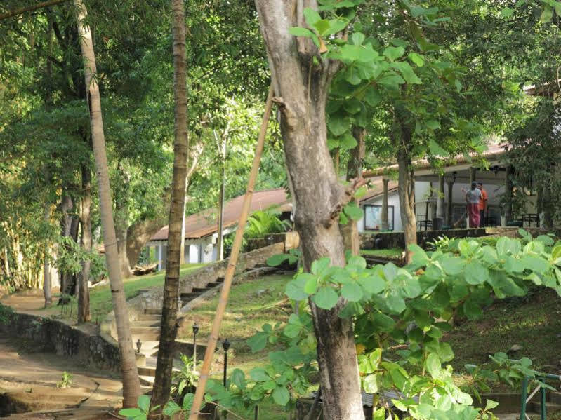 Dambulu Oya Family Park Hotell Dambulla Eksteriør bilde