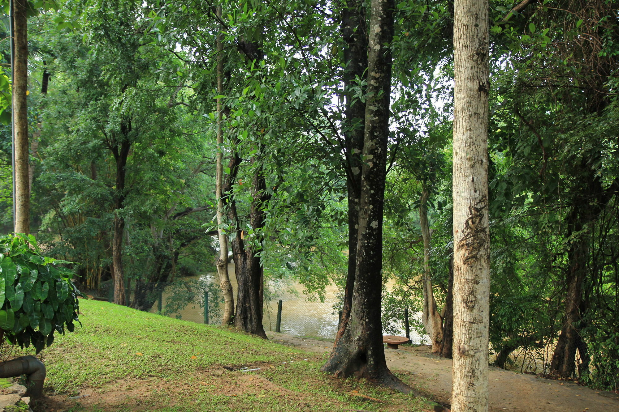 Dambulu Oya Family Park Hotell Dambulla Eksteriør bilde